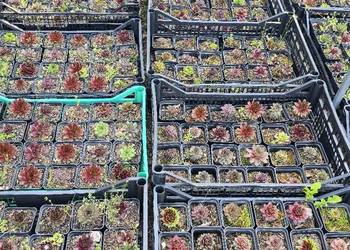 Rojniki! Rojniki! Rojniki