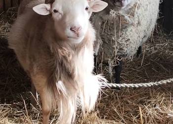 Sprzedam owce i barana