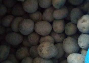 Sprzedam ziemniaki paszowe