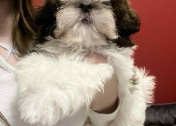 Piesek Shih-Tzu