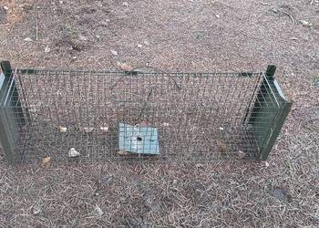 Żywołapka na gryzonie