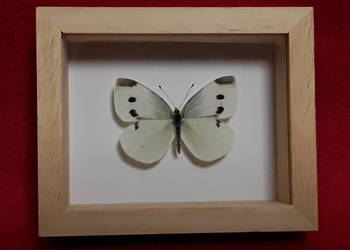 Motyl w ramce 10 x 8 cm . Pieris rapae - Bielinek rzepnik .