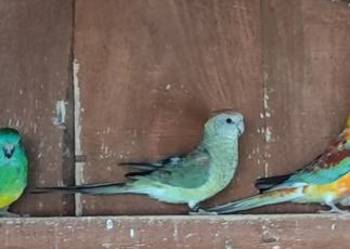 Samiczka świergotki seledynowej