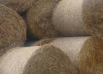 Słoma baloty 120x120 Słoma baloty 120x120