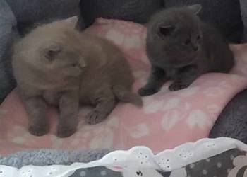 Zapraszam do rezerwacji kotka brytyjskiego