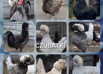 JAJA LĘGOWE CZUBATKI