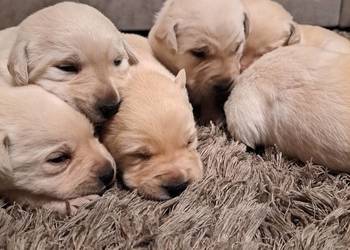 Labrador Retriever szczeniaki