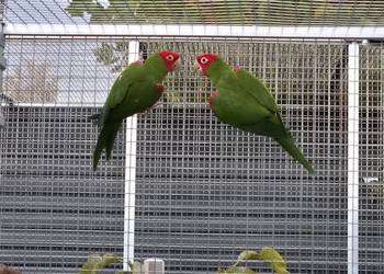 Konura krasnolica para lęgowa