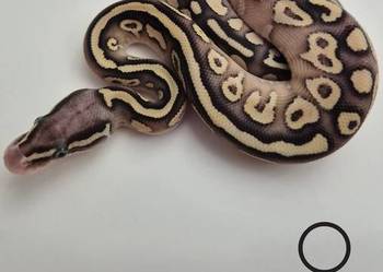 Pyton królewski Pastel Butter YB 100% het. Piebald  samica