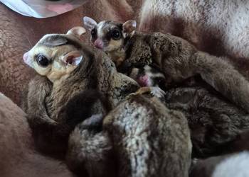 3 lotopałanki karłowate z klatką