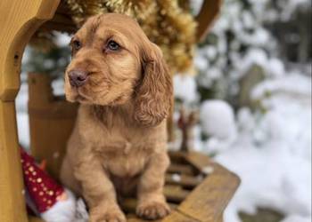 Jedyny taki! Piękny piesek Cocker Spaniel Angielski złoty czerwony nos