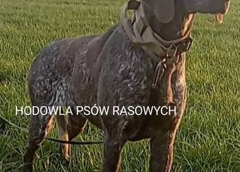 Wyżeł Niemiecki Krótkowłosy pochodzenie FCI