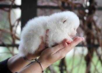 Pomeranian malutki piesek XS FCI