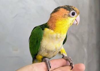 Barwinka bialobrzucha
