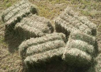 Sprzedam siano w kostce