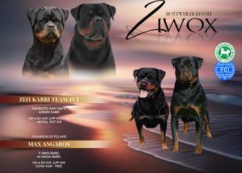 Rottweiler Szczeniaki ZKwP/FCI