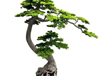 Sztuczne drzewko Bonsai Premium 180x90x170