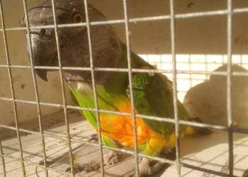 Afrykanka senegalska