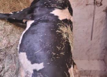 sprzedam jałówke cielną