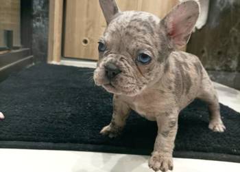 Buldog Francuski szczenieta