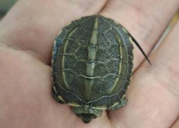 Żółw chiński (Mauremys reevesii)