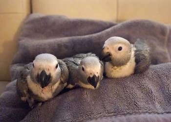 Żako samczyk ręcznie karmiony