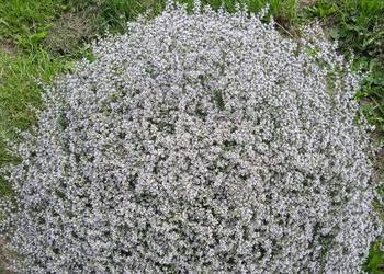 Zatrwian tatarski kwiat