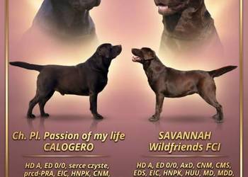 Labrador Retriever- czekoladowe szczenięta