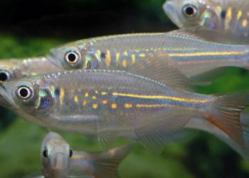 Danio malabarski - Devario malabaricus - Malabarskie