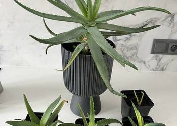 Aloe  Wera leczniczy  -  sadzonki