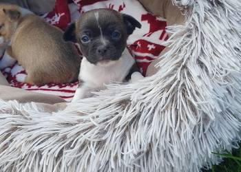 Szczenieta chihuahua piesek