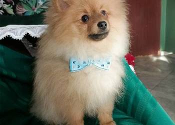 Piękny Mały Szpic Niemiecki doskonała budowa rodzice FCI