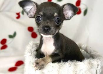 "BLUE" suczka Chihuahua niebieska tricolor