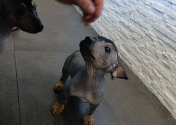 Nagi pieski peruwiański