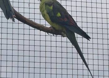 Papuga Górska samica