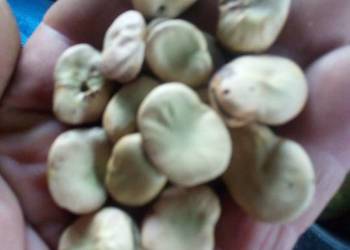 Nasiona bobu Nasiona bobu