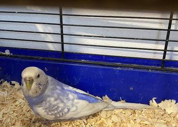 Sprzedam papugę falistą