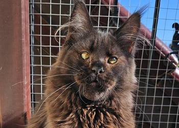 Czekoladowy Maine Coon - FPL