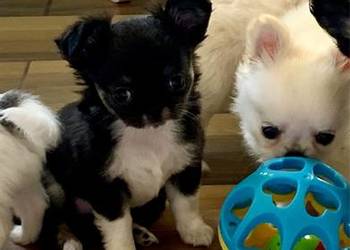 Chihuahua ZKwP / FCI