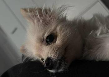 szpic miniaturowy - suczka