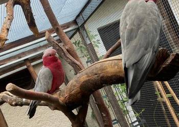 Papugi kakadu różowe