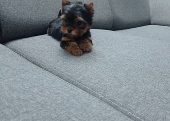 Yorkshire terrier. Uroczy maleńki piesek.