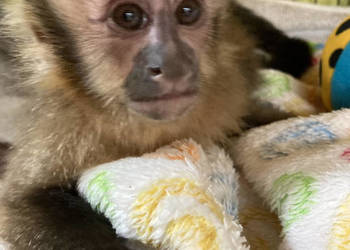 Małpka kapucynka czubata