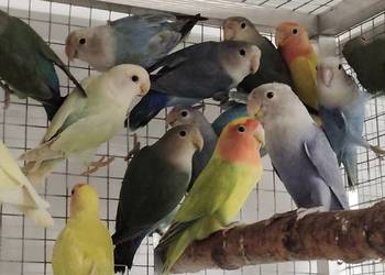 Nierozłączki czerwonoczelne