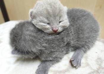 Kot brytyjski kocurki, rodowód, liliowy/ blue