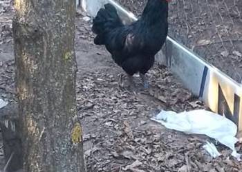 Sprzedam koguta austrolorp