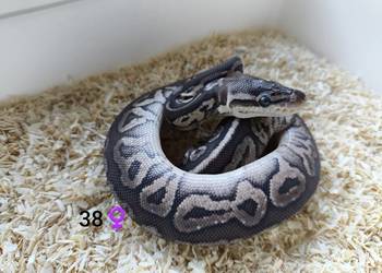 Pyton Królewski Regius Samica Pyton Królewski Regius Samica