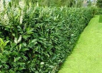 C5 LAUROWIŚNIA WSCHODNIA CAUCASICA 60-80 CM. C5 LAUROWIŚNIA WSCHODNIA CAUCASICA 60-80 CM.