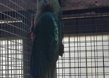 Szkarłatka Królewska