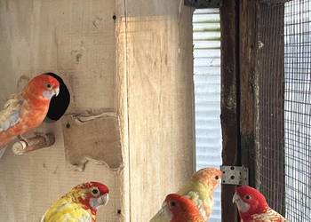 Rozele  Królewska Pastel